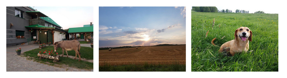 Zbiór zdjęć. Osioł na pierwszym planie, w tle budynki agroturystyki i altana. Środkowe zdjęcie pola o zachodzie słońca. Na trzecim zdjęciu pies brązowy w wysokiej trawie.