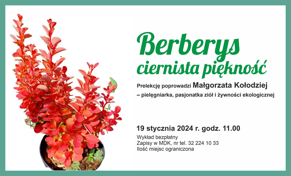 Krzak rośliny w kolorach czerwono pomarańczowych. Szczegóły wydarzenia